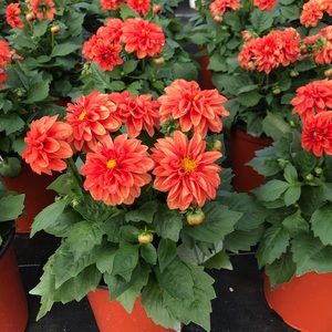 Meet your Posher, Joanne